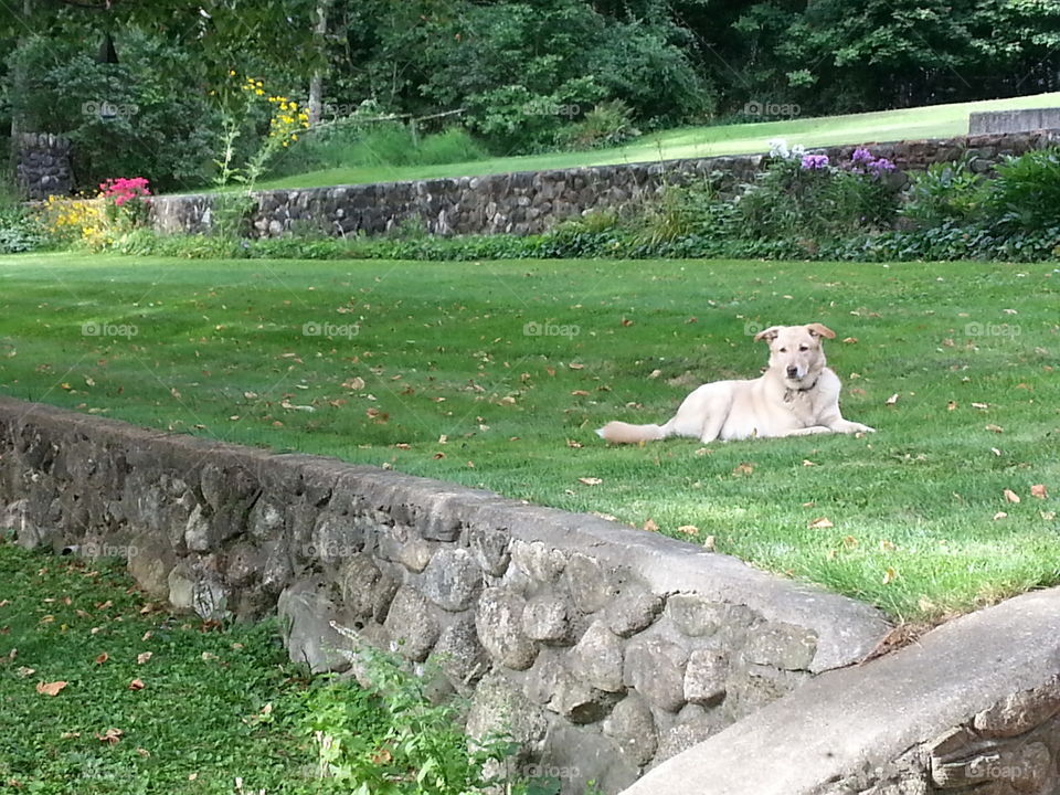 dog enjoying nature. my dog lounging in a field of grass