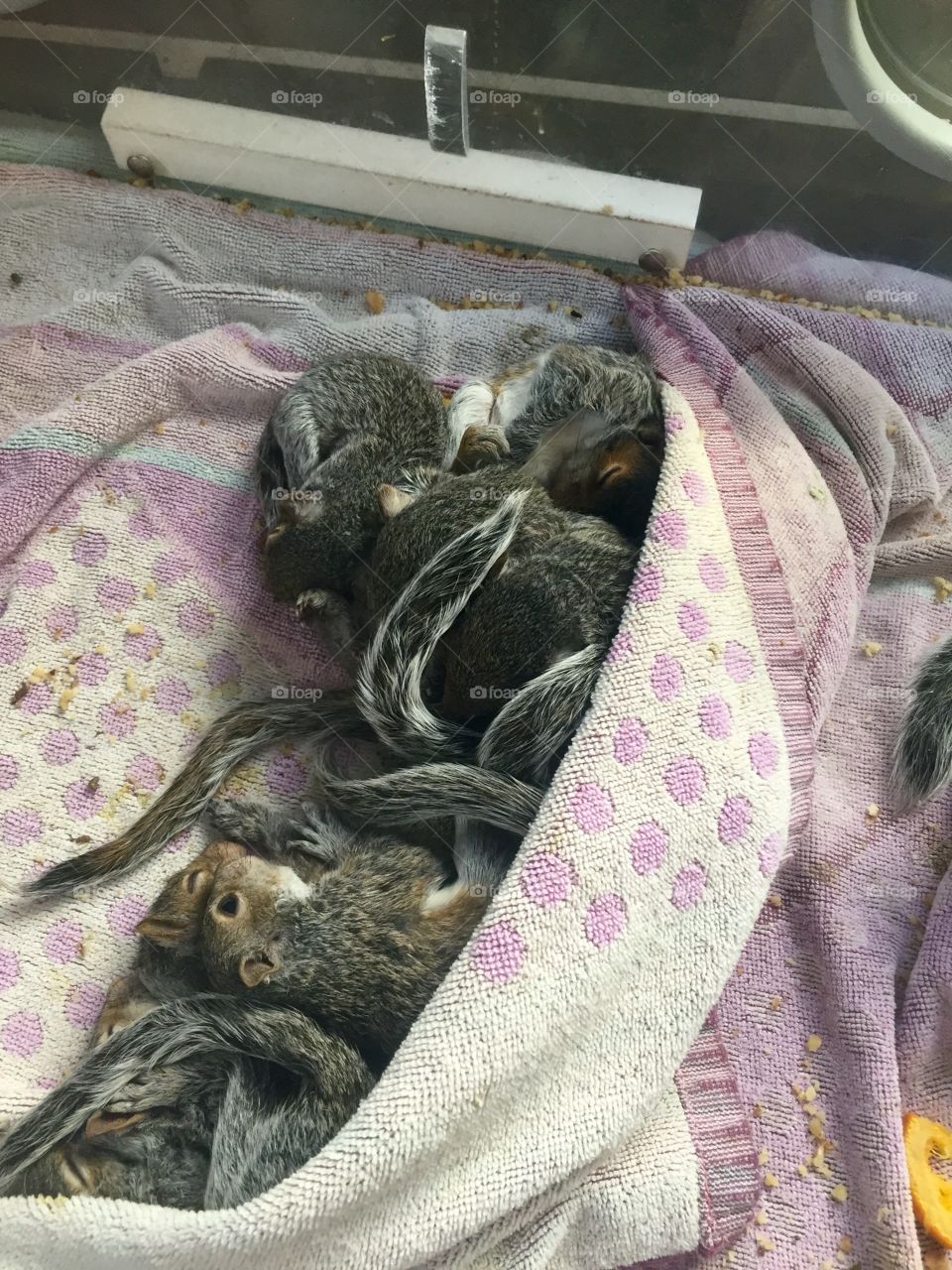 Baby squirrels in the incubator at the Aark wildlife rehab