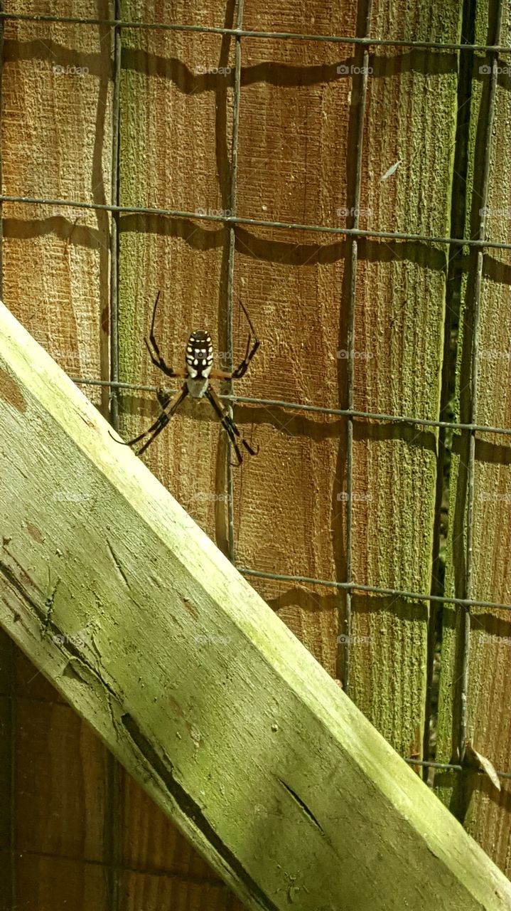 A sparkling arachnid basking on its web in the summer sun.