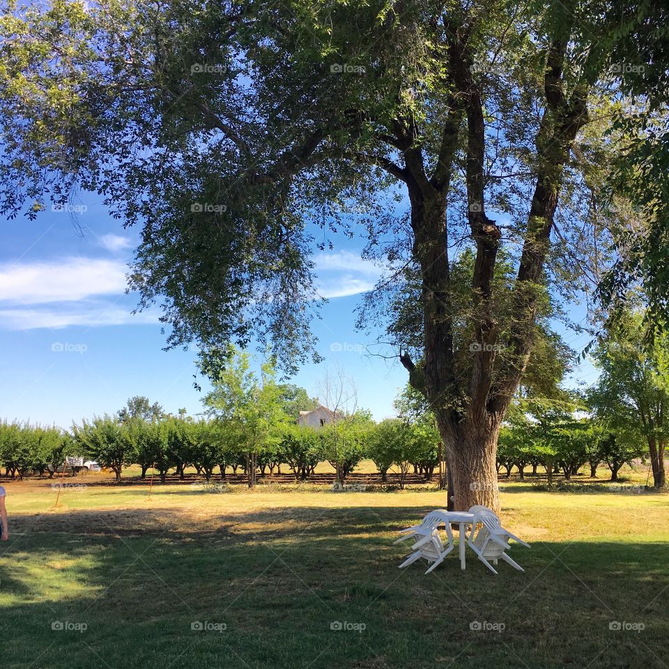 California apricot orchard. 