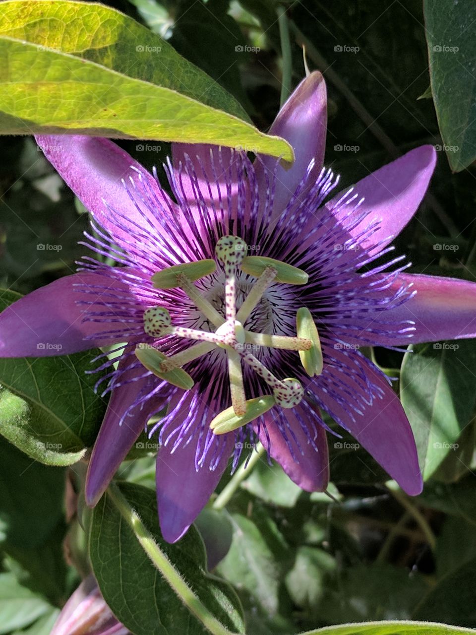 passion flower