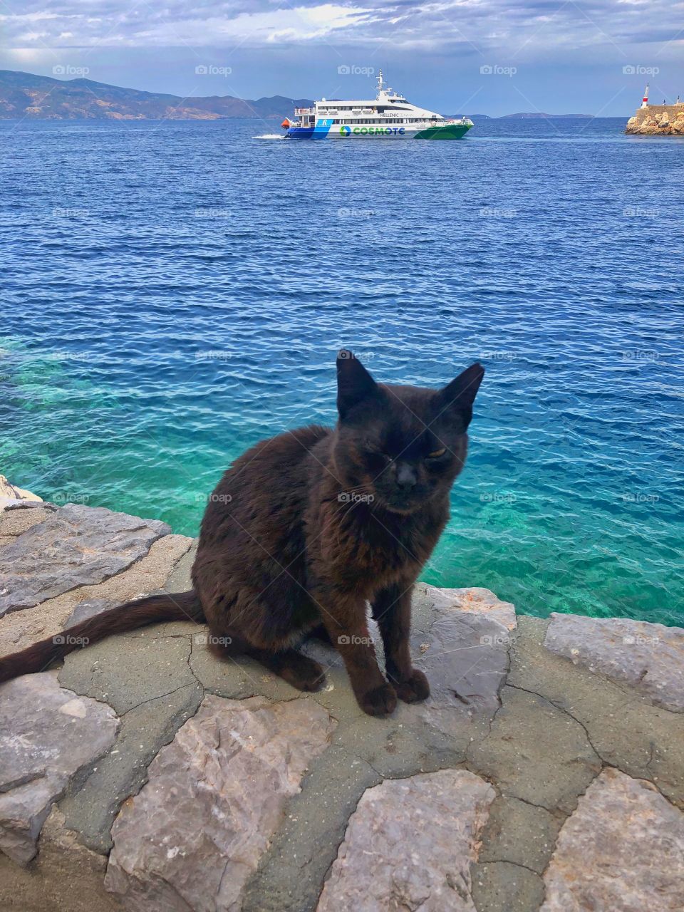One of the many stray cats on the island
