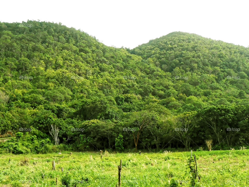 Hill Landscape
