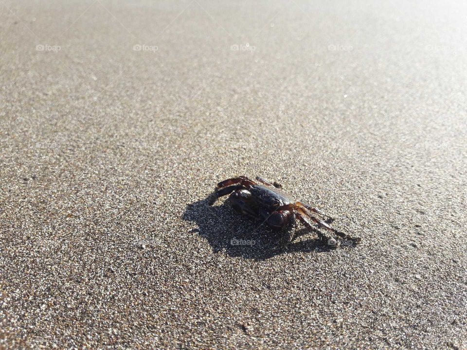 Crayfish playa del Vargas