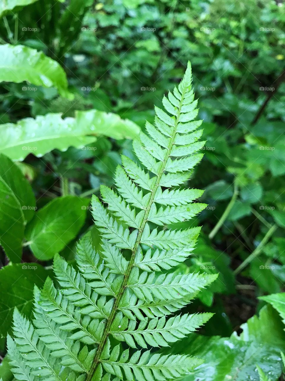 Fern