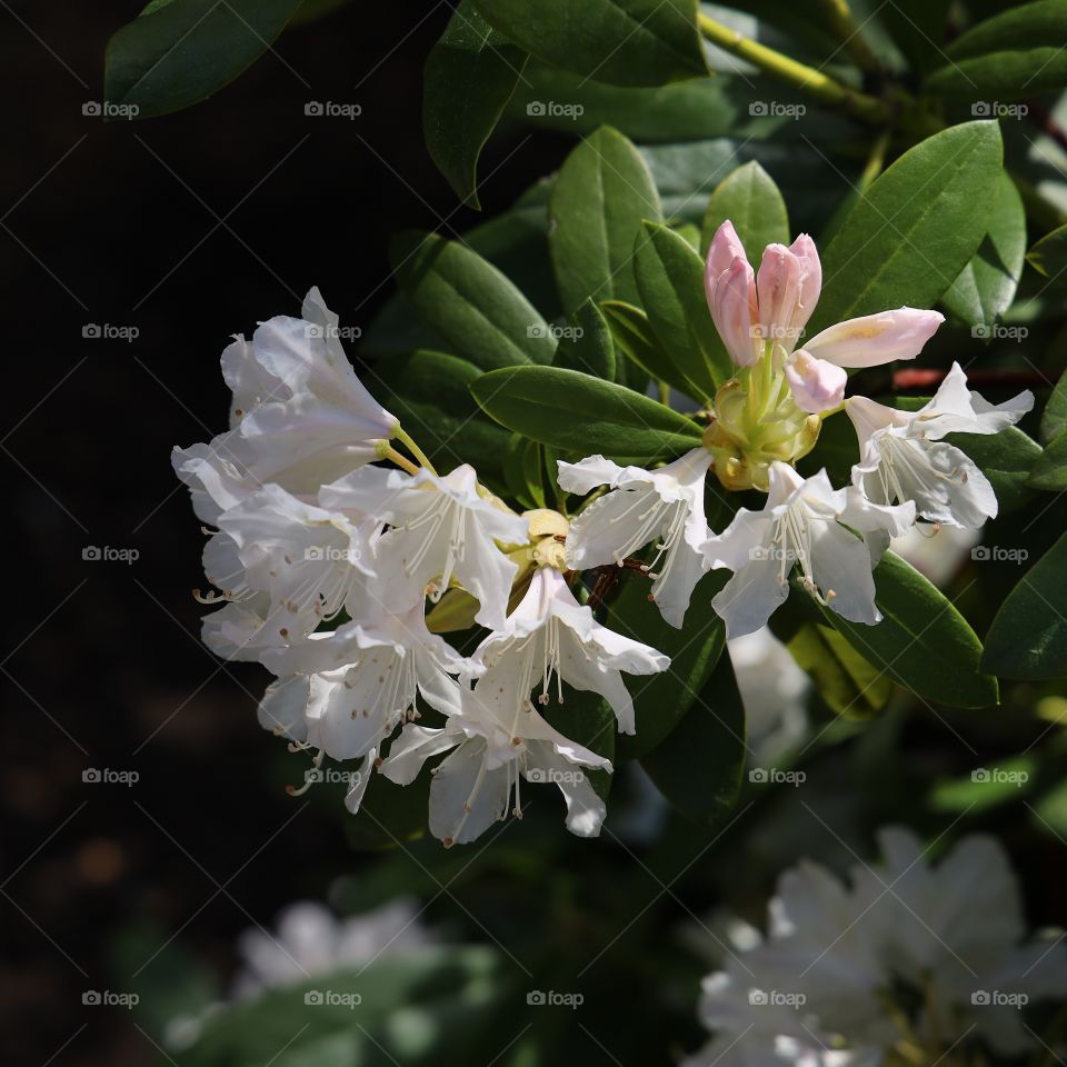 Rododendron
