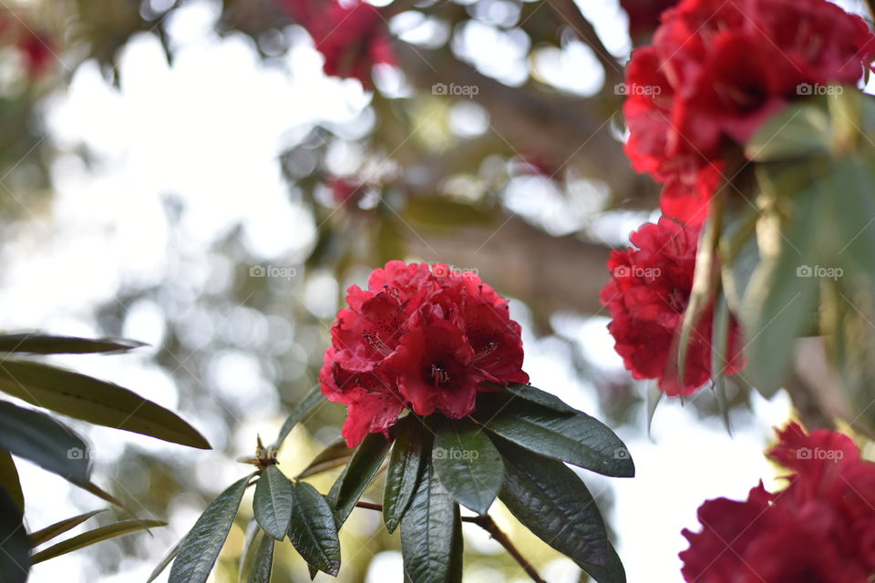 Red Rhododendrons