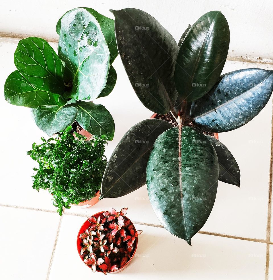 Beauty house plants (Ficus Lyrata, Ficus Elastica, Fittonia, Alternanthera)