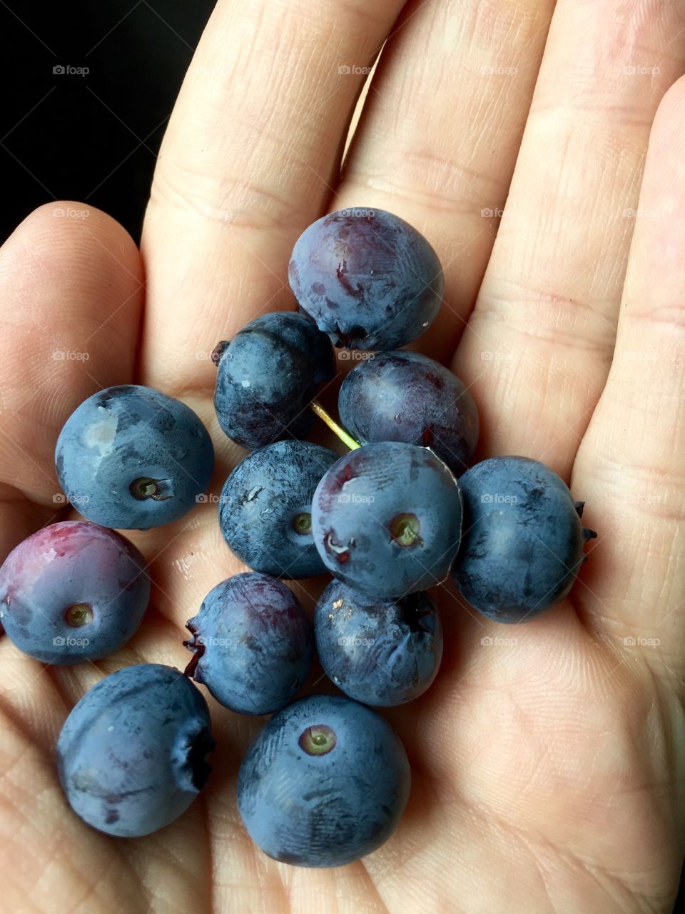 Blueberries on palm of hand