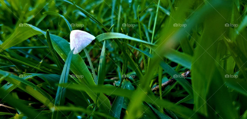 The tiny mushroom.