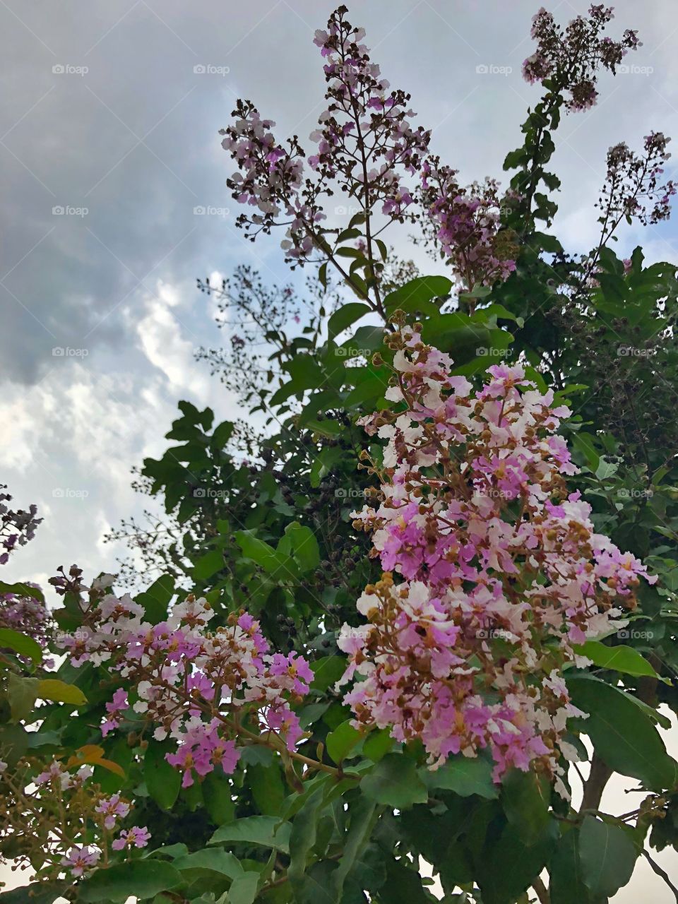 Pink flowers growing on a tree.  