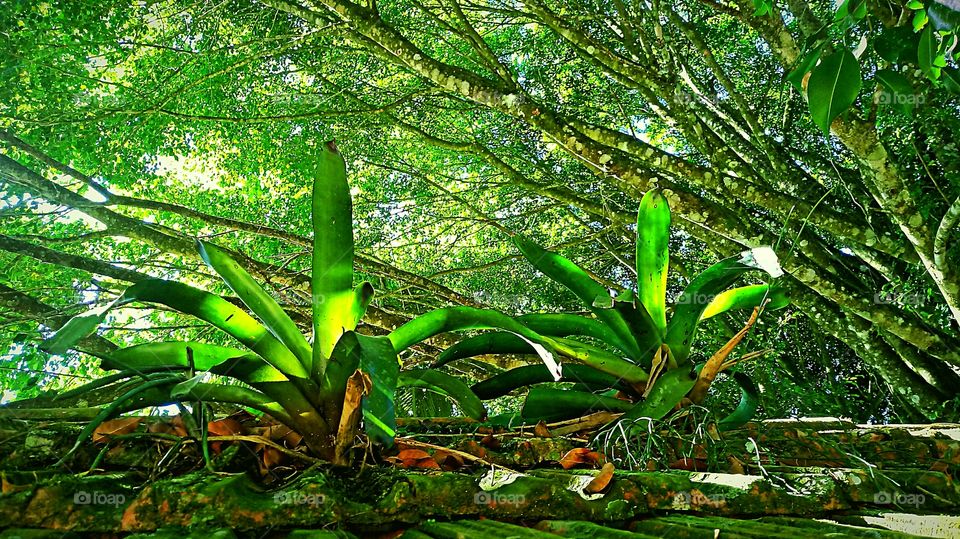 BROMÉLIAS SOBREPOSTAS SOB ÀS ÁRVORES