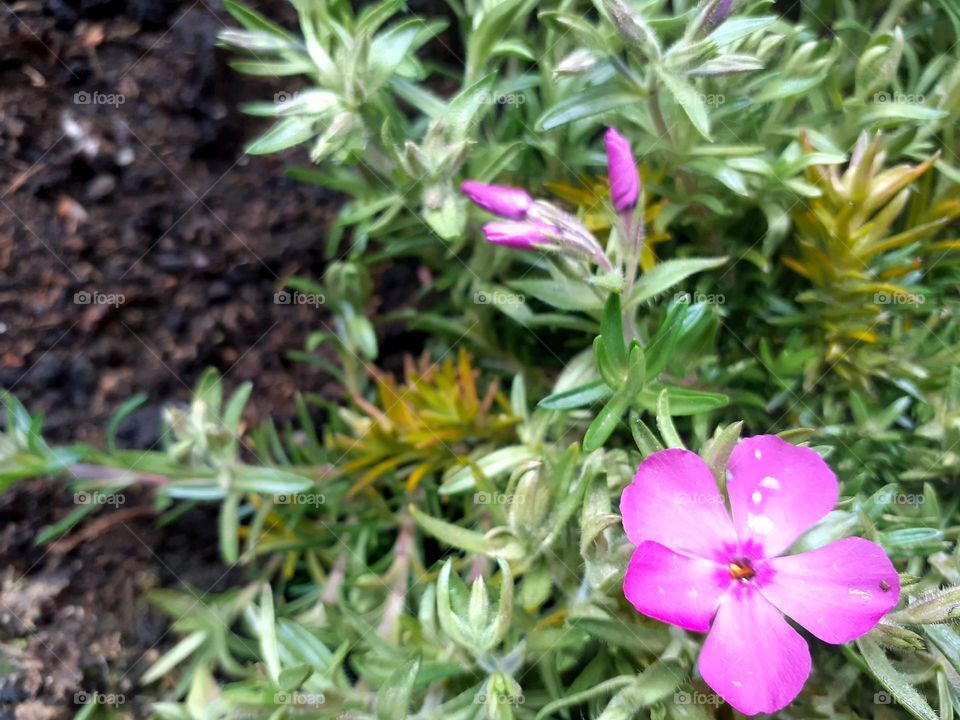 planted the first spring flowers on the terrace
