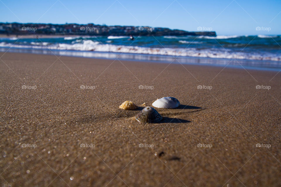 sea shell on the beach. sea shell on the beach