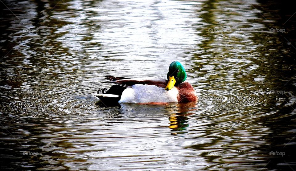 Duck swimming in lake