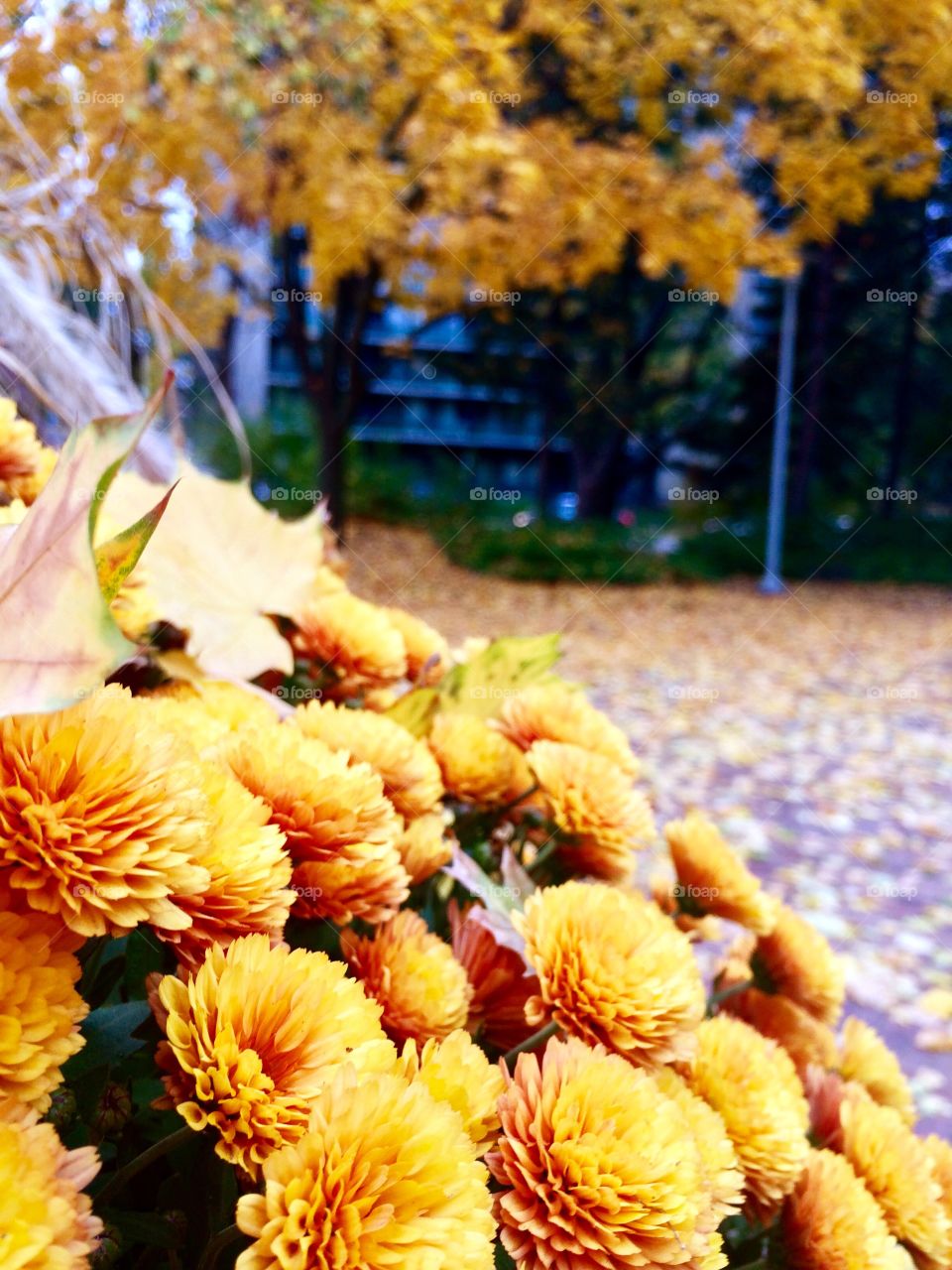 Autumn golden 