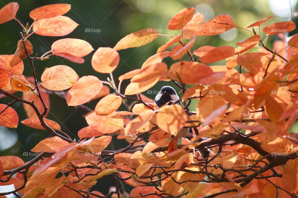 Autumn picture with orange leaves and a little titmouse sitting inside.