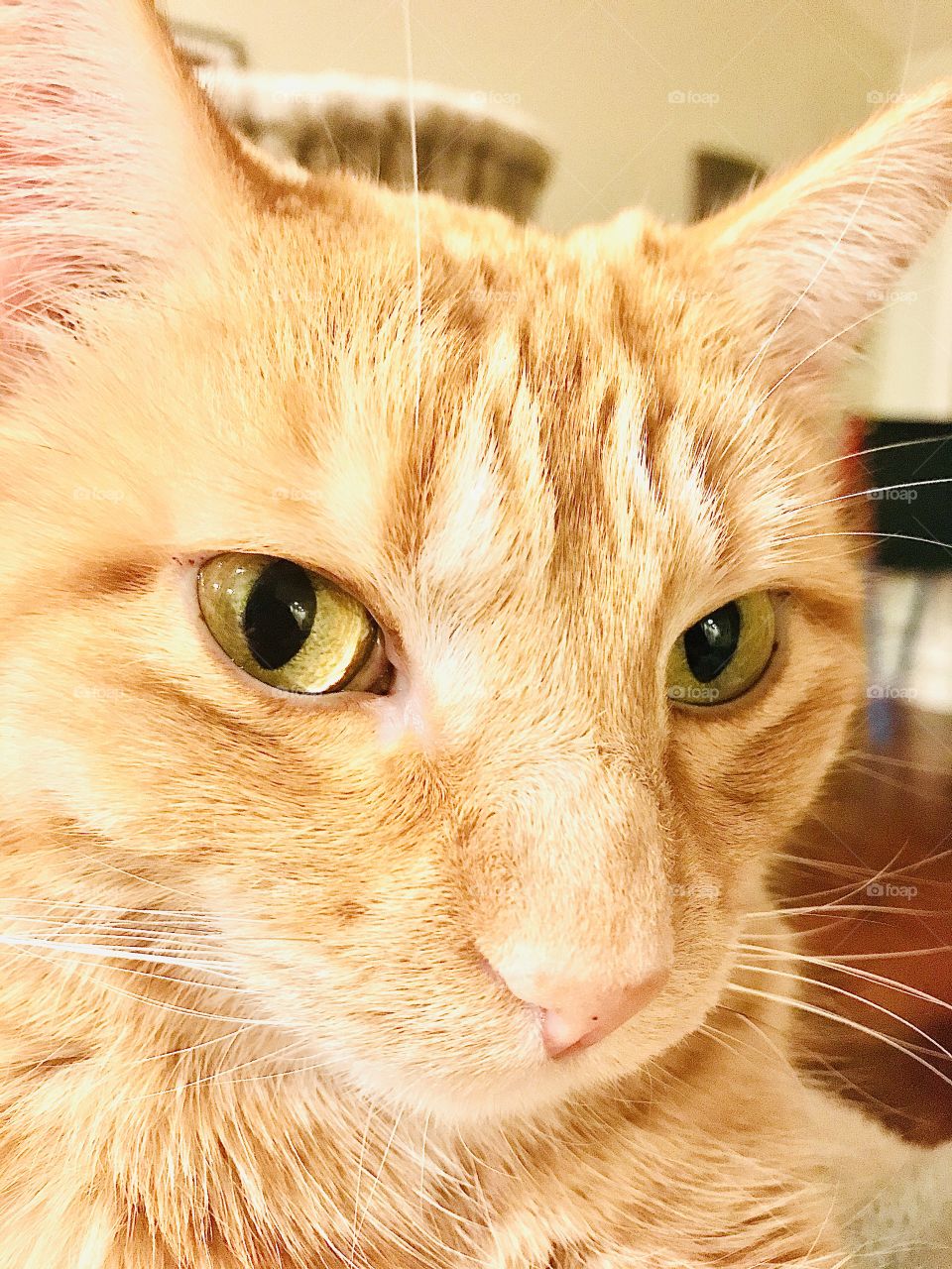 Close up of gorgeous orange tabby cat sitting on stand looking very intent on something!! 