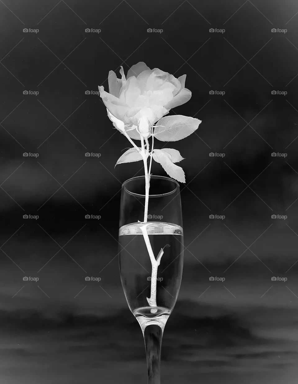 Glowing rose