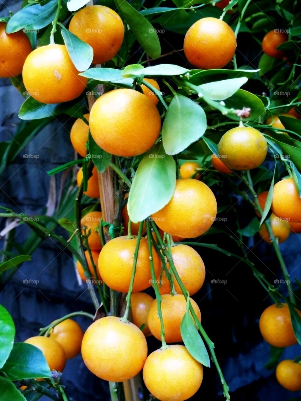oranges
