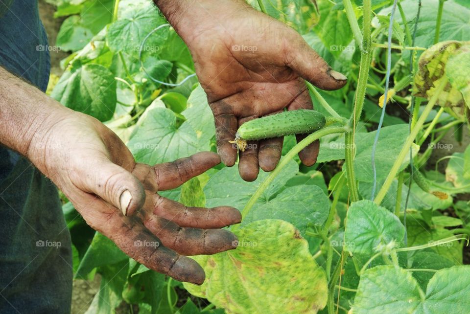 Farmer's hands with cucumber plants