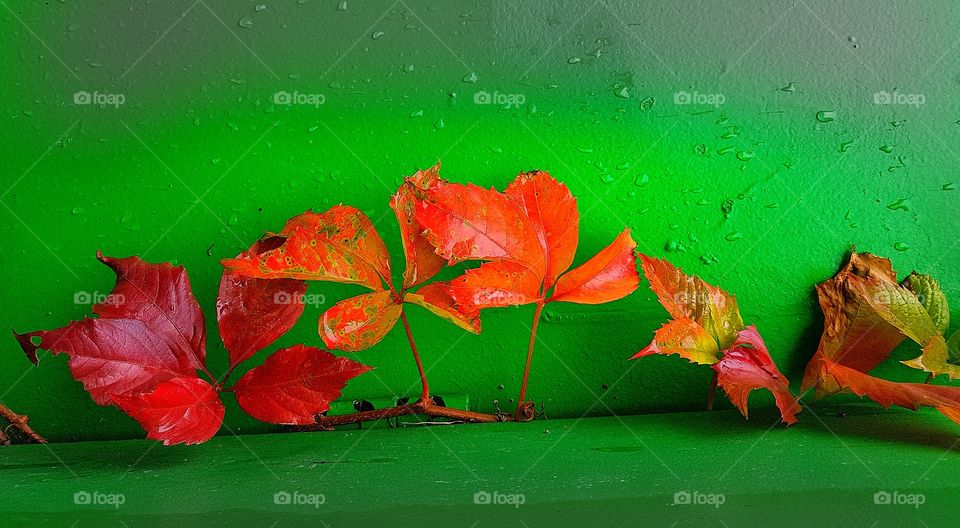 Autumn colours on springs background