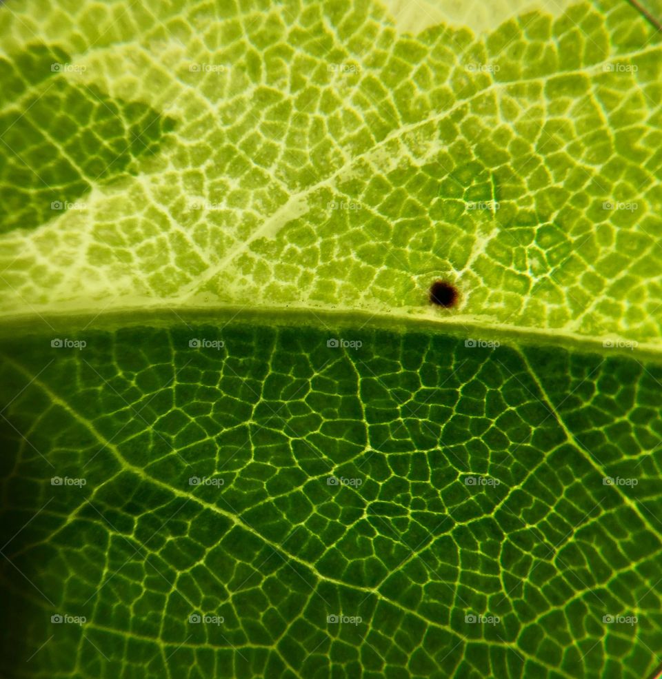 Closer look at the leaves texture
