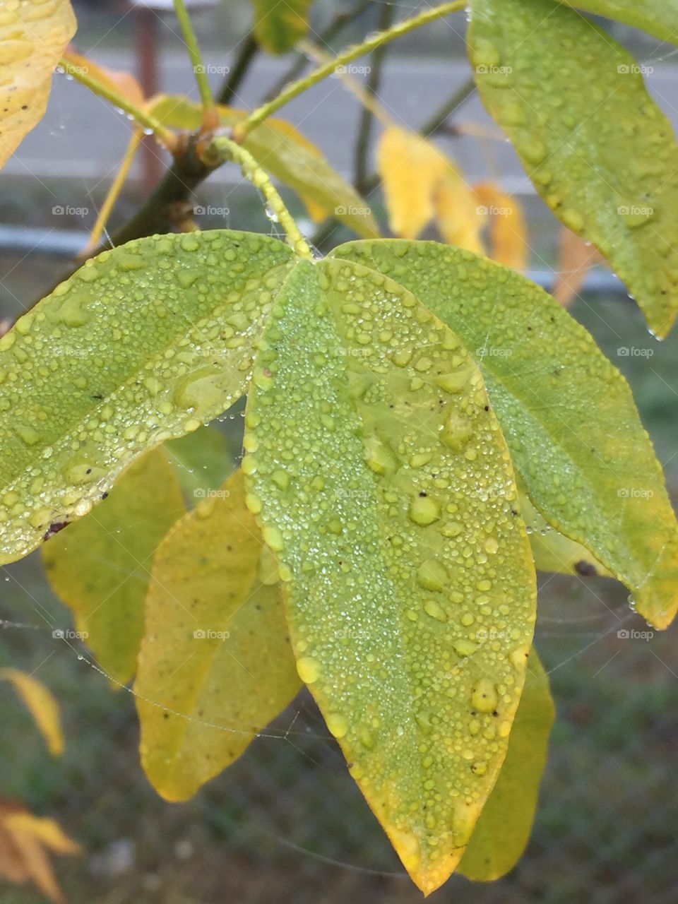 Dew drop leaves