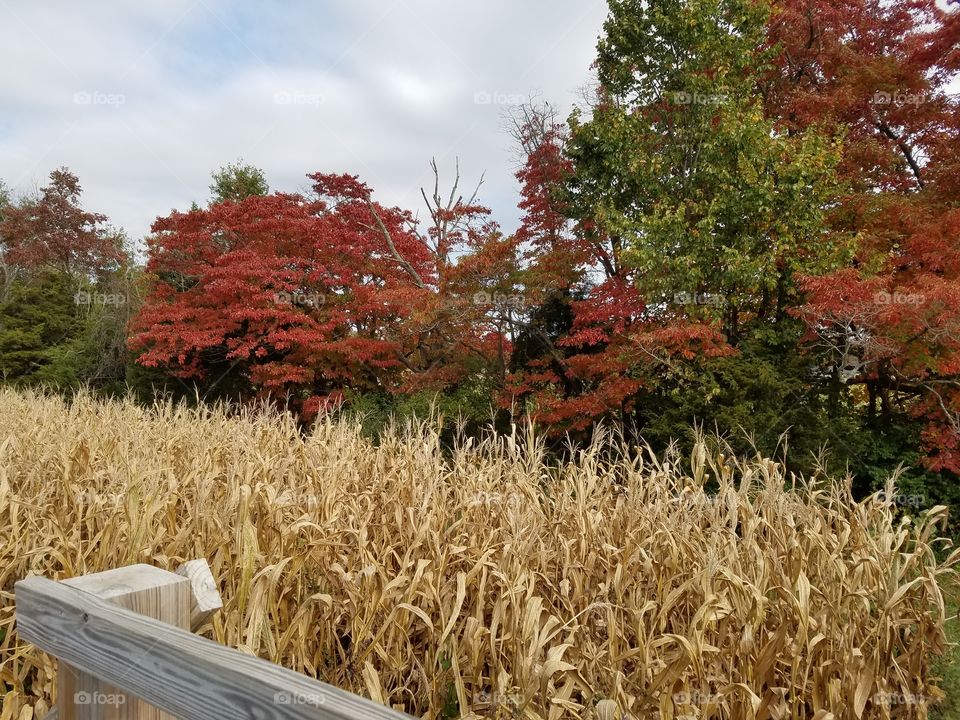 Autumn corn field