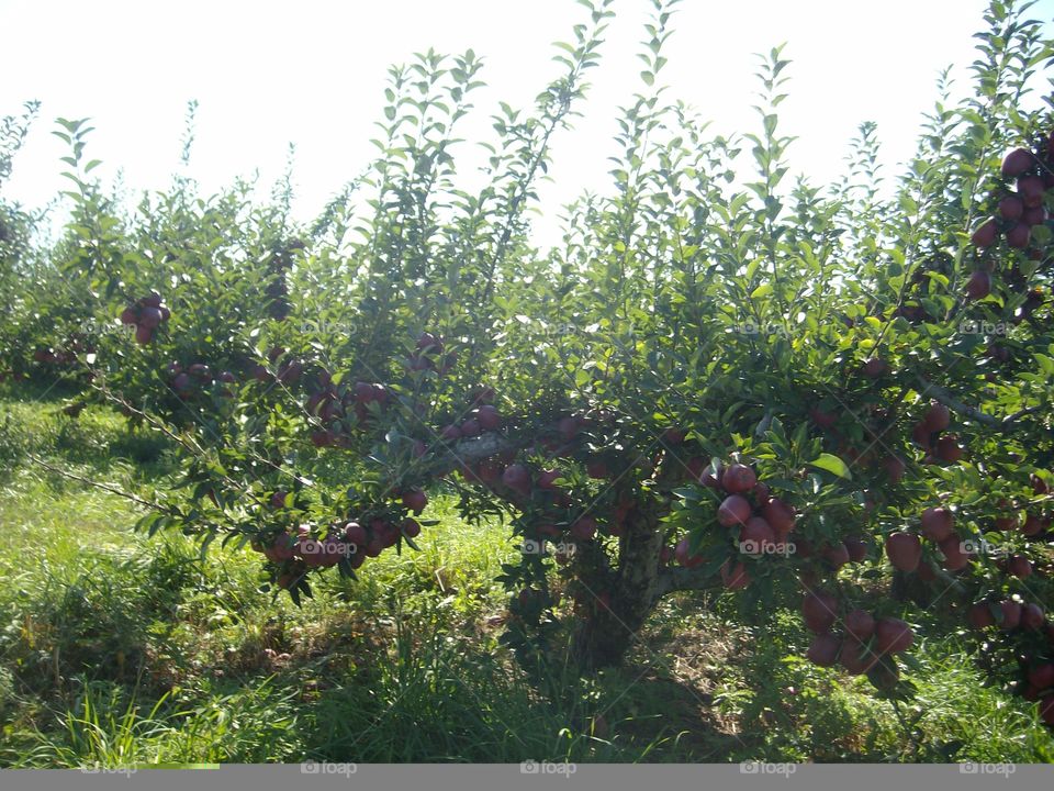 Apples on apple tree in orchard in NY
