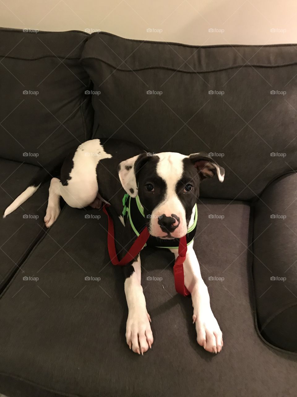 Barley, our 4 month old puppy likes to walk himself! Every time he wants to go out he sits in this spot and gives us those eyes. He is ready to go!
