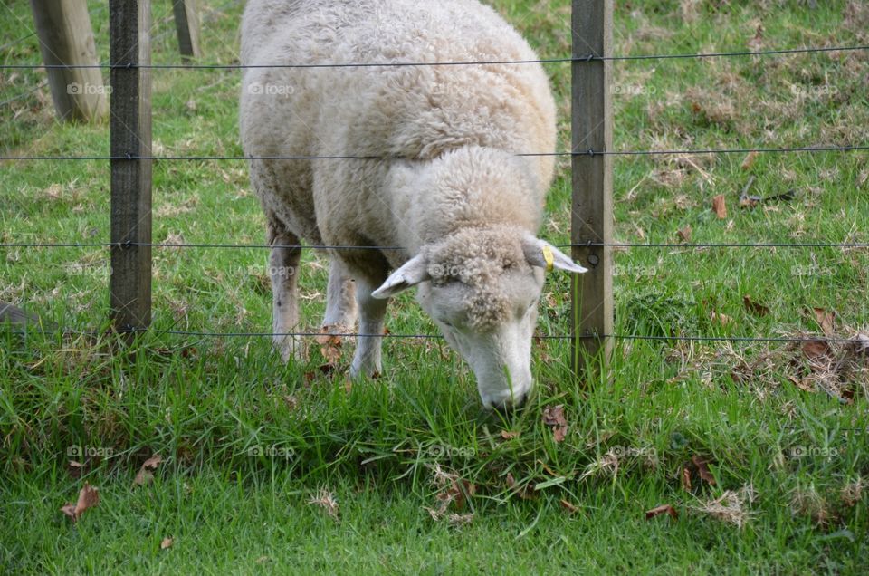 NZ