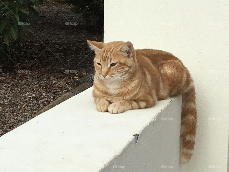 Cat waiting on wall