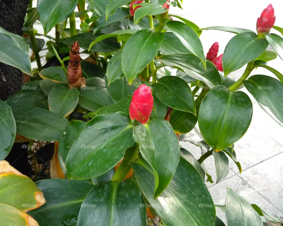Red flower on the park