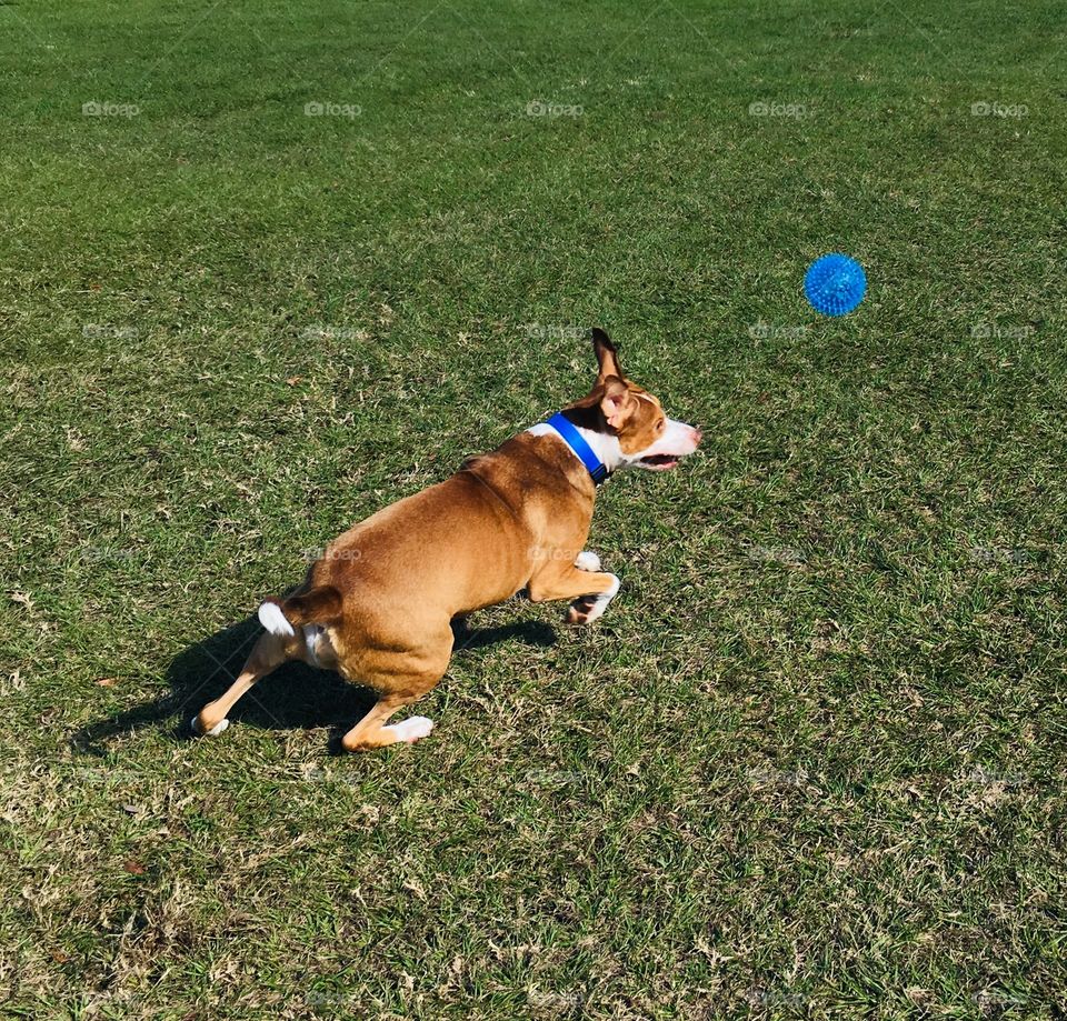 Beautiful rescue dog running for the ball in grass