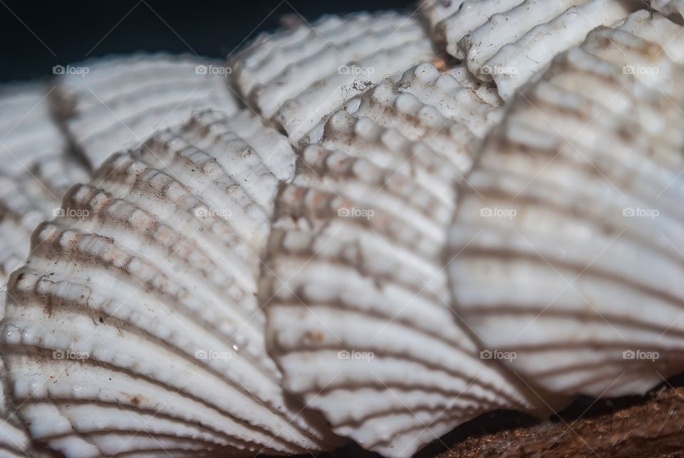 sea shells 