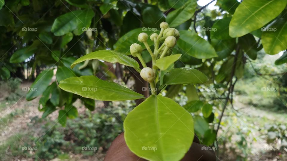 Beautiful Flowering plants is founded in Spring time