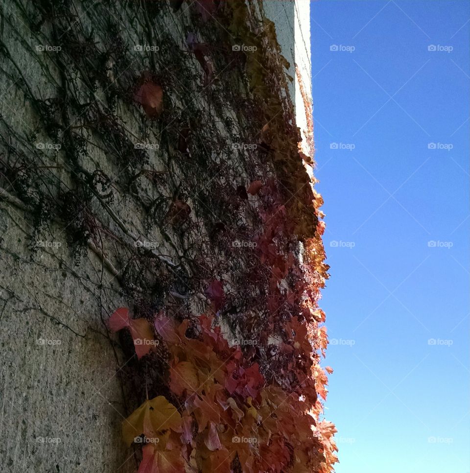 Wall of Vines and Leaves