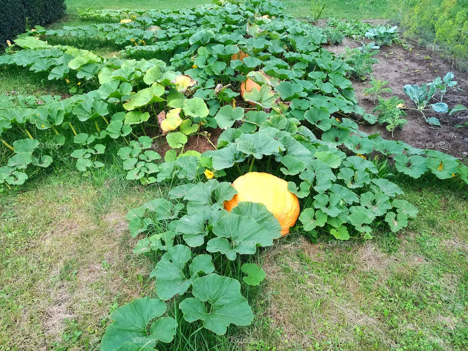 pumpkins