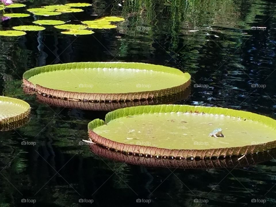 Large Lily Pad Visitor