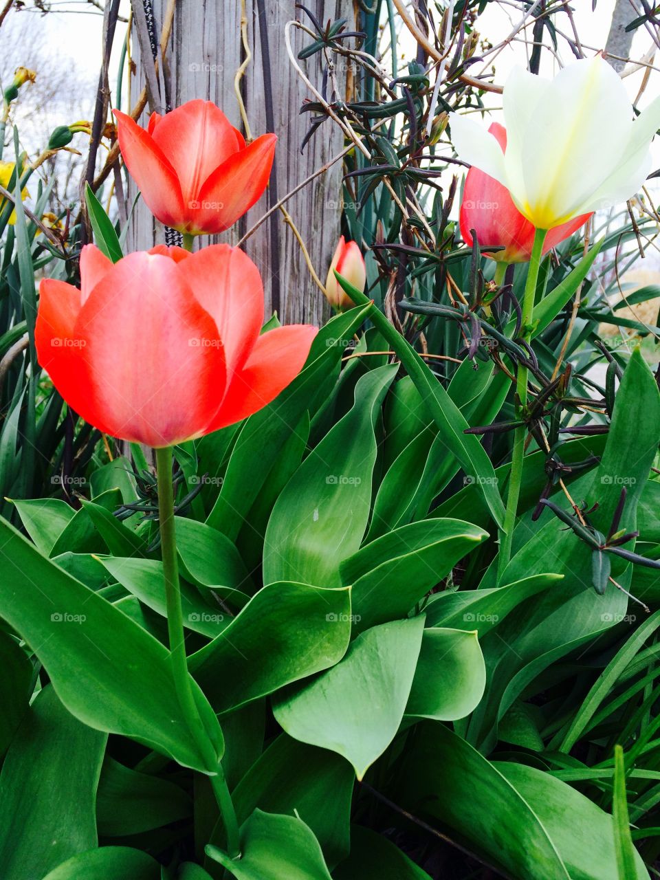 Spring Tulips 
