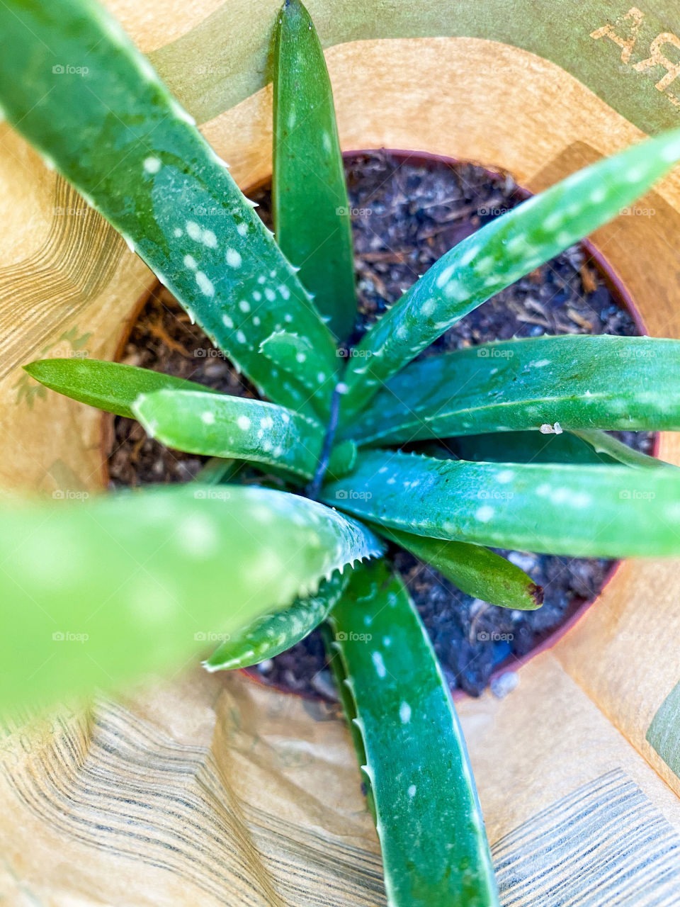 Aloe vera 🌱