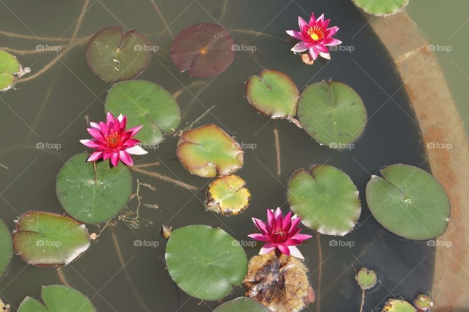 Lilies in a Pond