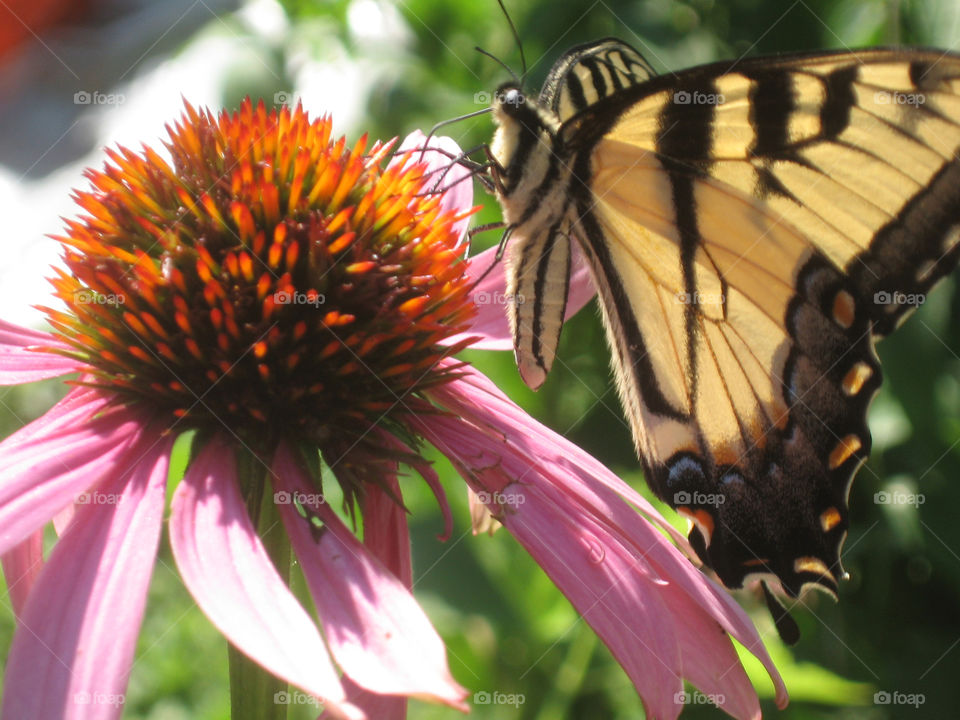 Wild Flower Butterfly