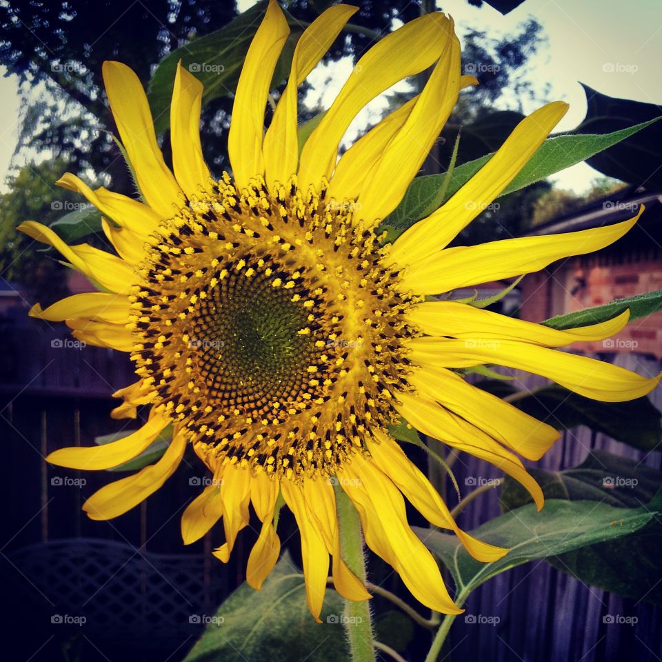 Sunflower From Seed