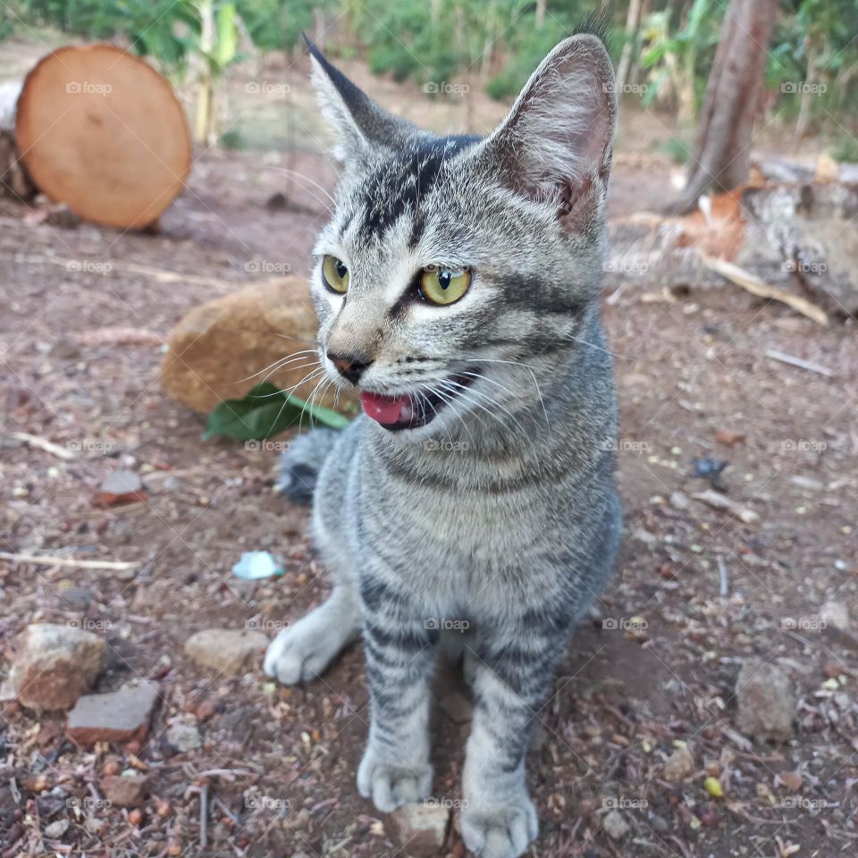 A cute cat is opening its mouth as a sign of perhaps tiredness