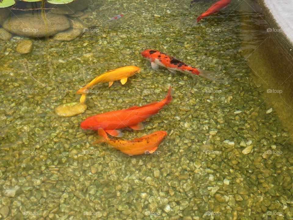 fish. color fishes