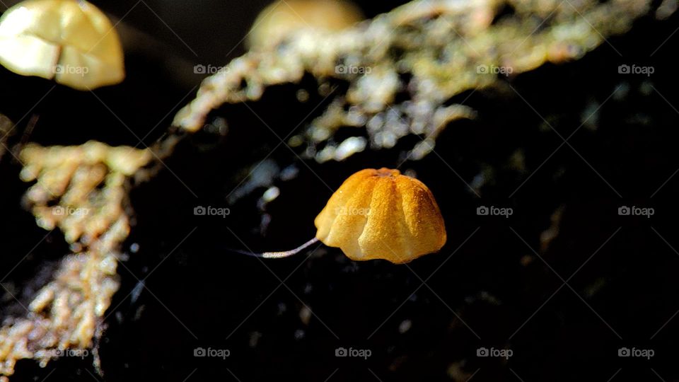 Orange pinwheel mushroom