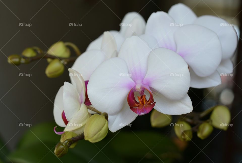 Flower, Flora, Nature, Orchids, Tropical