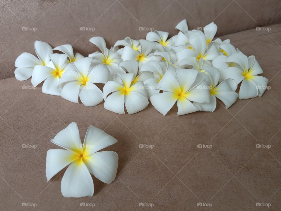 Beautiful Plumeria